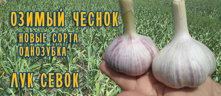 Главная - sibsadsemena.ru